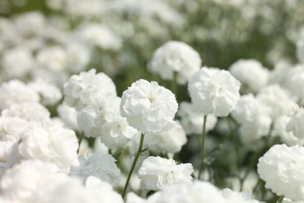 Achillea ptarmica Marsmallow 2