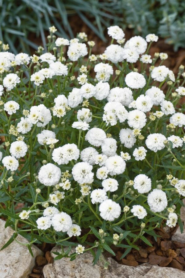 Achillea ptarmica Marsmallow 3