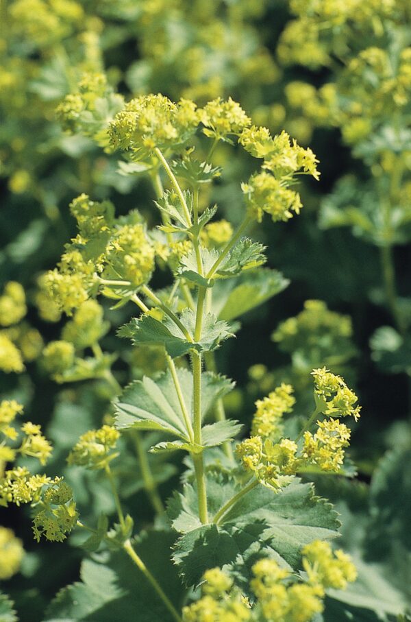 Alchemilla mollis Thriller®