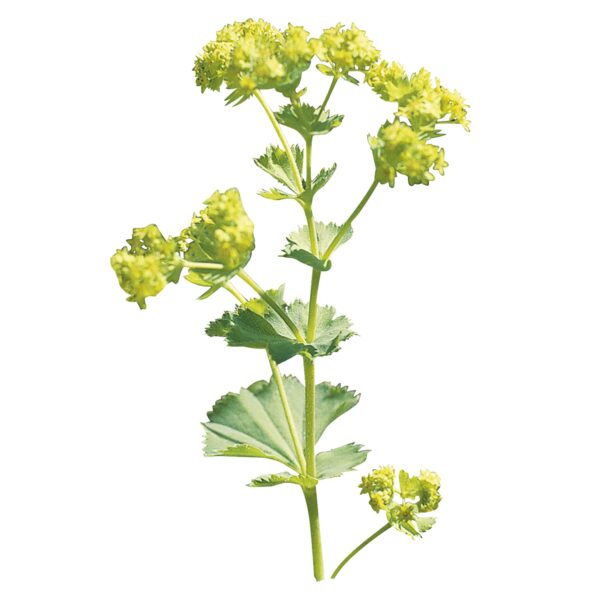 Alchemilla mollis Thriller® - Image 2