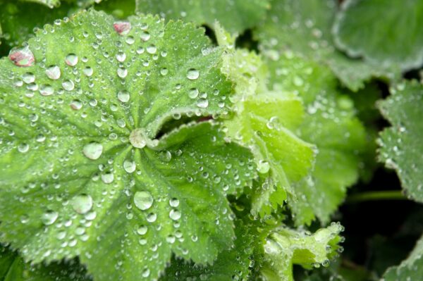 Alchemilla mollis Thriller® - Image 3