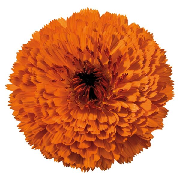 Calendula officinalis Touch of Red Orange - Image 2