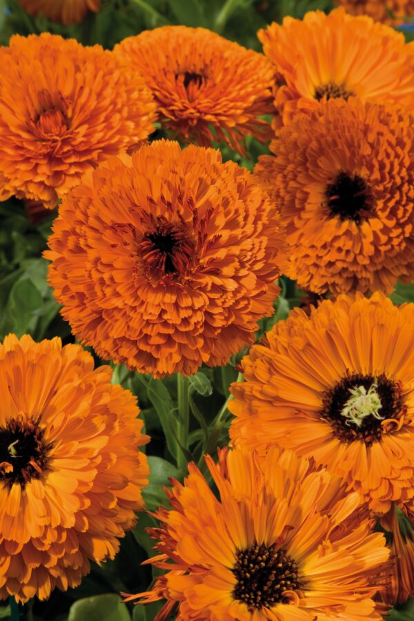 Calendula officinalis Touch of Red Orange