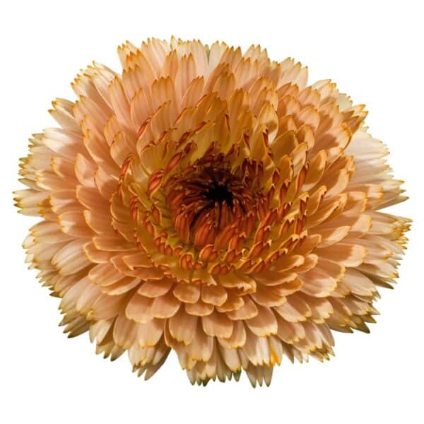 Calendula officinalis Touch of Red Buff - Image 2