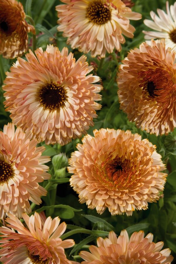 Calendula officinalis Touch of Red Buff