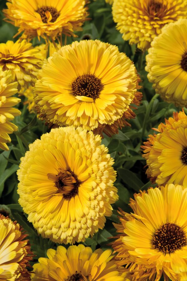 Calendula officinalis Touch of Red Yellow