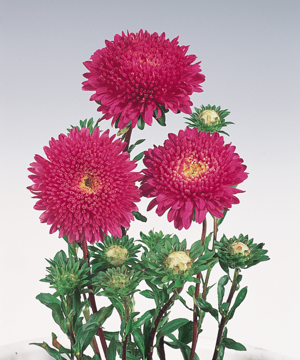 Callistephus chinensis (Aster) Standy Carmine Red