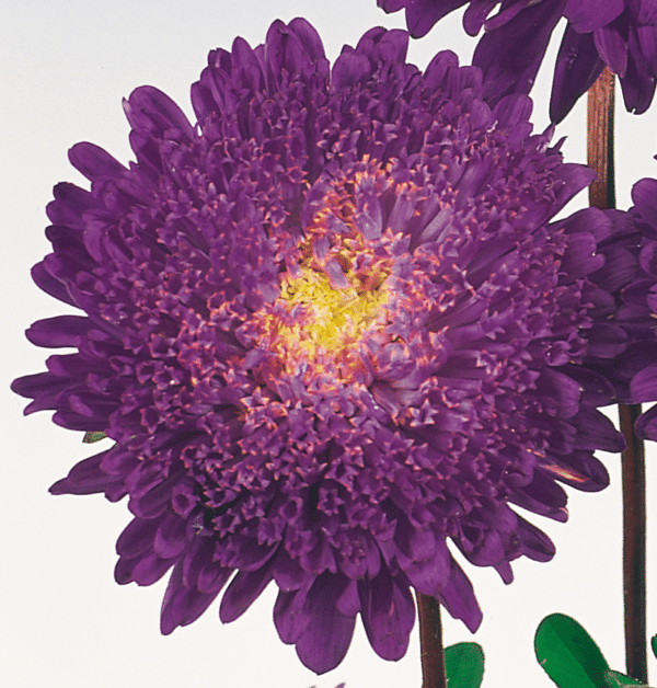 Callistephus chinensis (Aster) Standy Deep Blue - Image 3