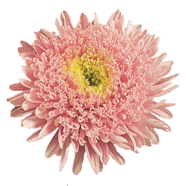 Callistephus chinensis (Aster) Standy Light Pink - Image 2