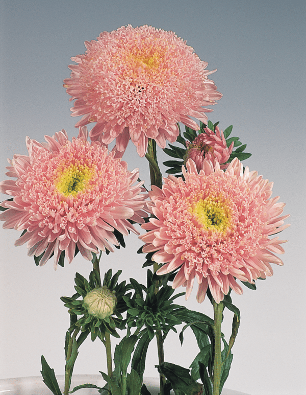 Callistephus chinensis (Aster) Standy Light Pink