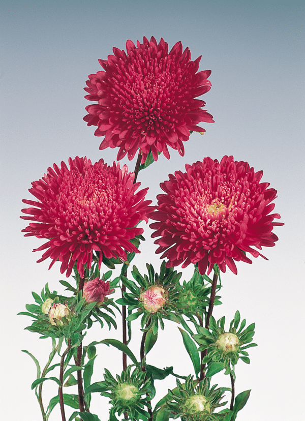 Callistephus chinensis (Aster) Standy Red