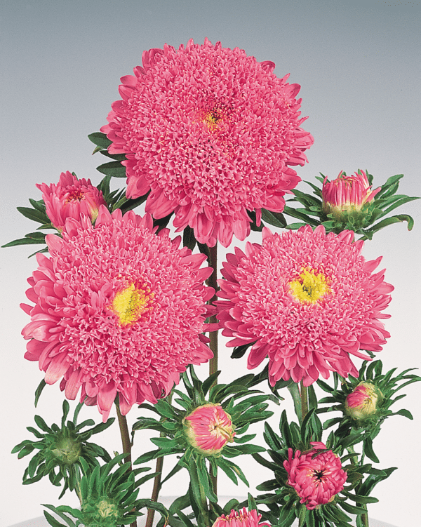 Callistephus chinensis (Aster) Standy Salmon Pink