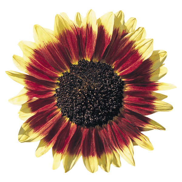 Helianthus annuus (Sunflower) Florenza