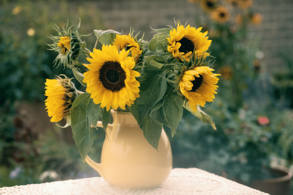 Helianthus annuus (Sunflower) Holiday - Image 2