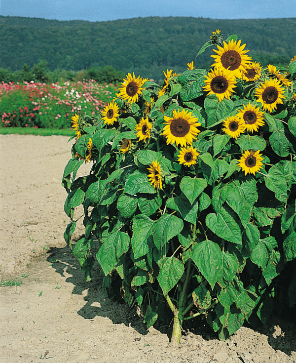 Helianthus annuus (Sunflower) Holiday - Image 3