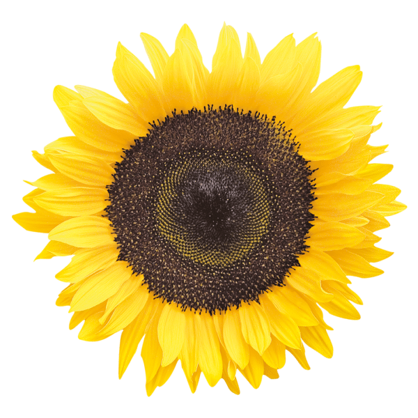 Helianthus annuus (Sunflower) Holiday