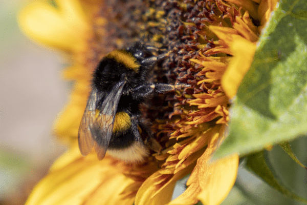 Helianthus annuus (Sunflower) Musicbox - Image 3