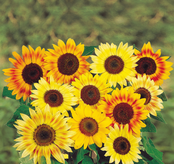 Helianthus annuus (Sunflower) Musicbox