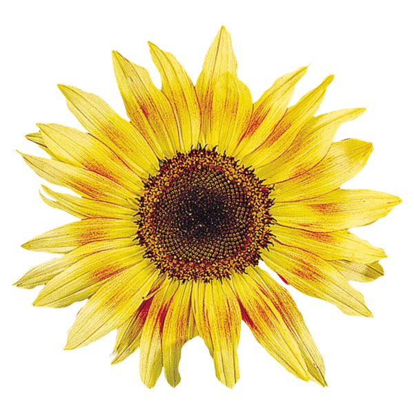 Helianthus annuus (Sunflower) Musicbox - Image 2