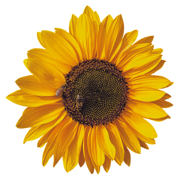 Helianthus annuus (Sunflower) Sonja® - Image 3