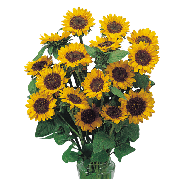 Helianthus annuus (Sunflower) Sonja®