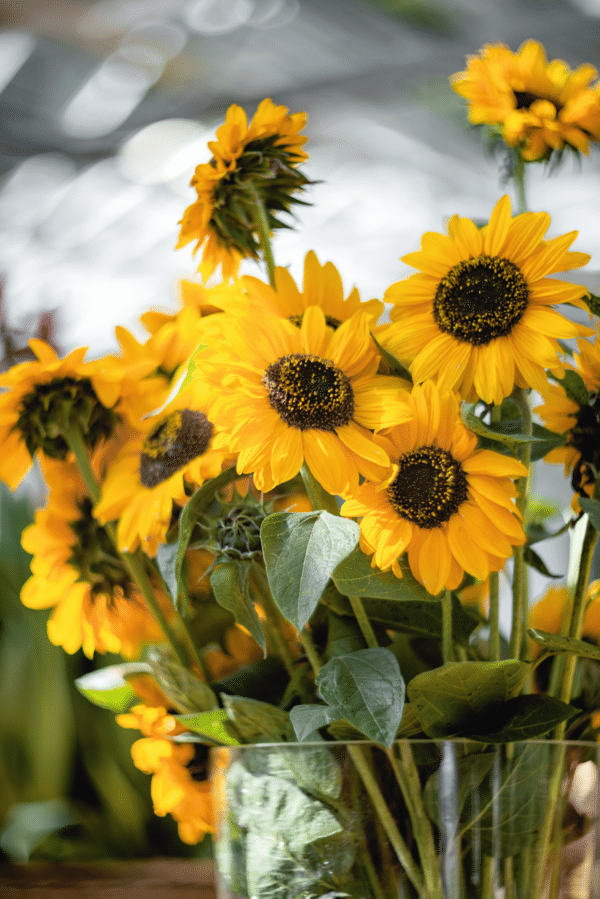 Helianthus annuus (Sunflower) Sonja® - Image 2