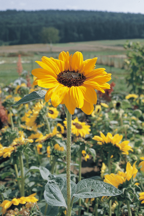 Helianthus annuus (Sunflower) Soraya - Image 3