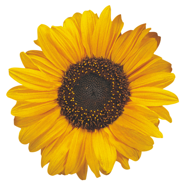 Helianthus annuus (Sunflower) Soraya