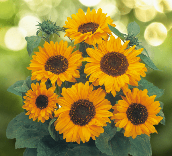 Helianthus annuus (Sunflower) Soraya - Image 2