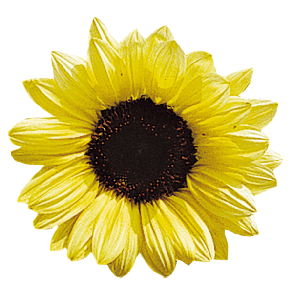 Helianthus annuus (Sunflower) Valentine