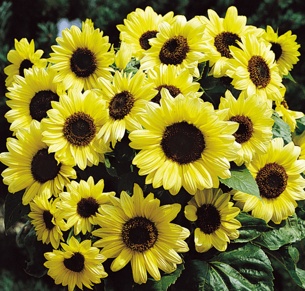 Helianthus annuus (Sunflower) Valentine - Image 2