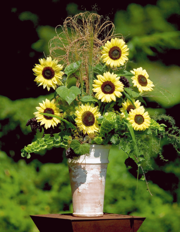 Helianthus annuus (Sunflower) Valentine - Image 3