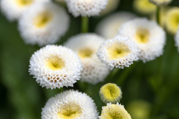 Tanacetum parthenium Baya