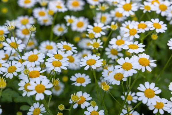 Tanacetum parthenium Campagne Impr