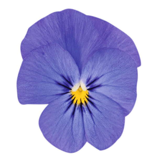 Viola cornuta F1 Admire® Blue