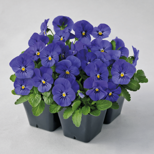 Viola cornuta F1 Admire® Blue - Image 6