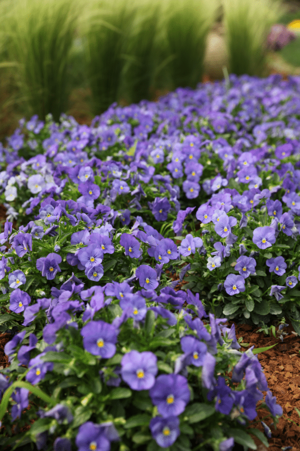 Viola cornuta F1 Admire® Blue - Image 5