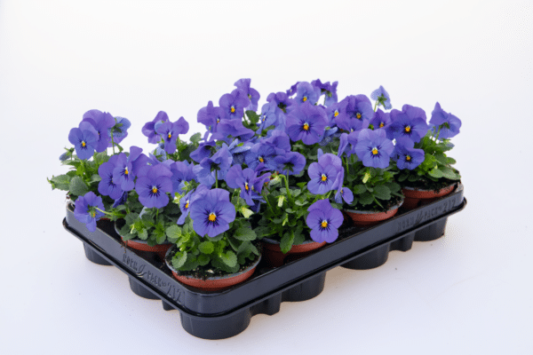 Viola cornuta F1 Admire® Blue - Image 2