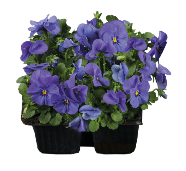 Viola cornuta F1 Admire® Blue - Image 3