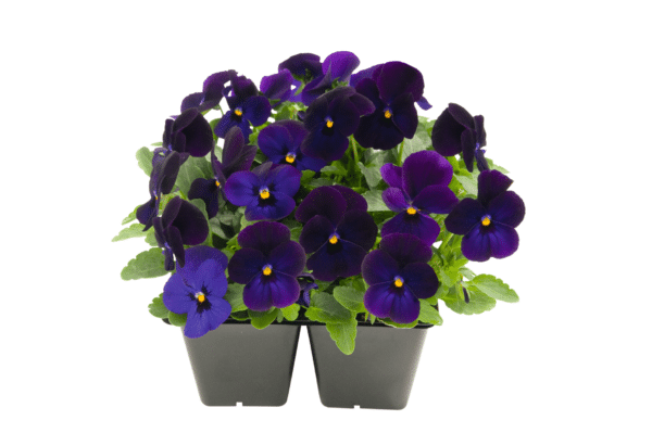 Viola cornuta F1 Admire® Deep Blue - Image 3