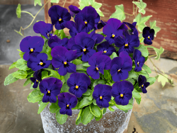 Viola cornuta F1 Admire® Deep Blue - Image 4