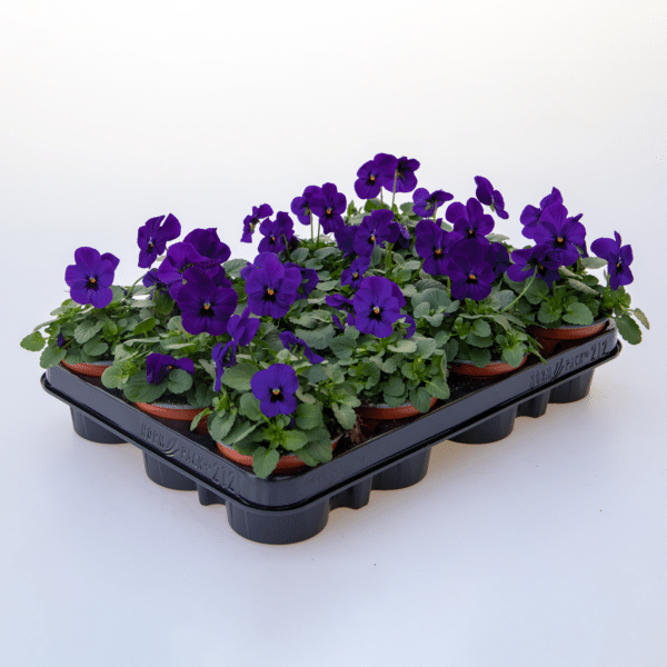 Viola cornuta F1 Admire® Deep Blue - Image 2