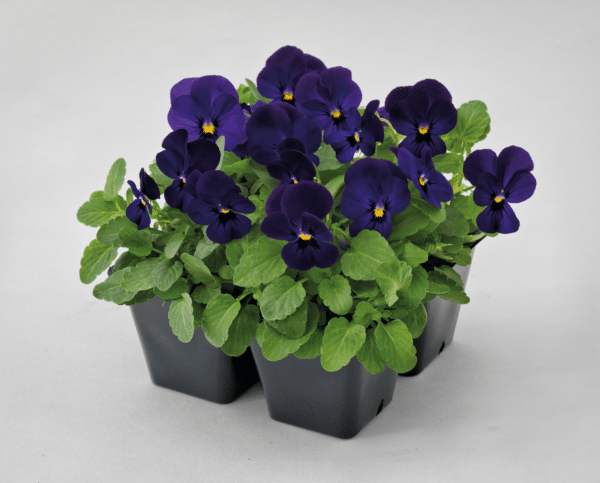 Viola cornuta F1 Admire® Deep Blue - Image 6