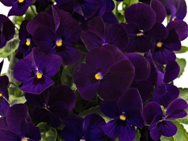 Viola cornuta F1 Admire® Deep Blue - Image 5