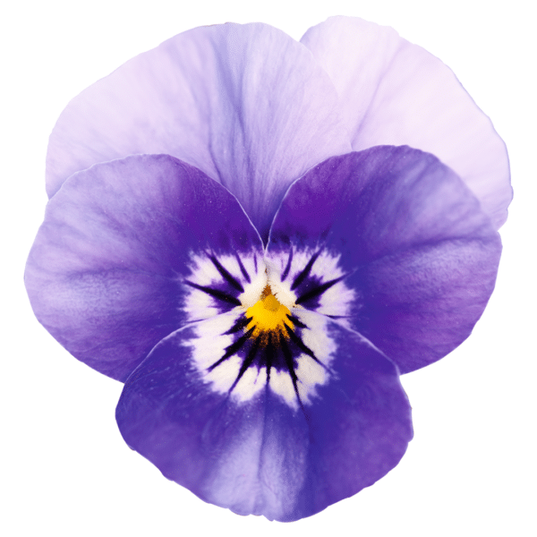 Viola cornuta F1 Admire® Deep Marina