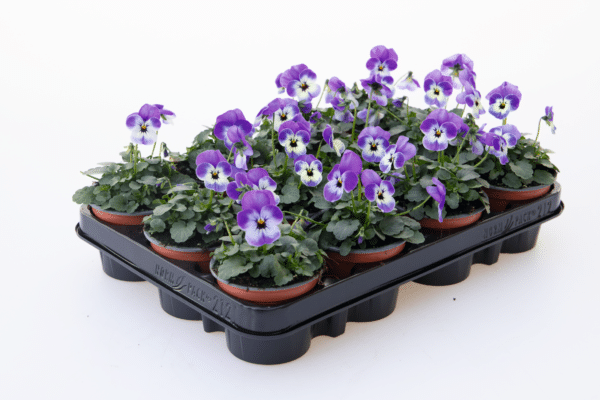 Viola cornuta F1 Admire® Deep Marina - Image 2