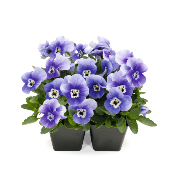 Viola cornuta F1 Admire® Deep Marina - Image 3