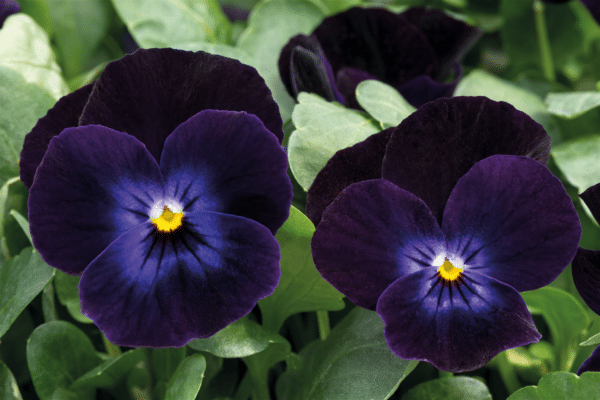 Viola cornuta F1 Admire® Deep Purple Face - Image 3