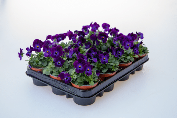 Viola cornuta F1 Admire® Deep Purple Face - Image 2