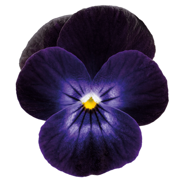 Viola cornuta F1 Admire® Deep Purple Face